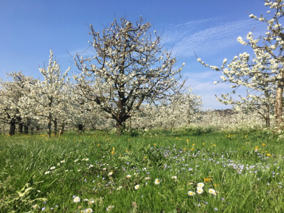 Natuurcamping in Ravensburg - photo 21