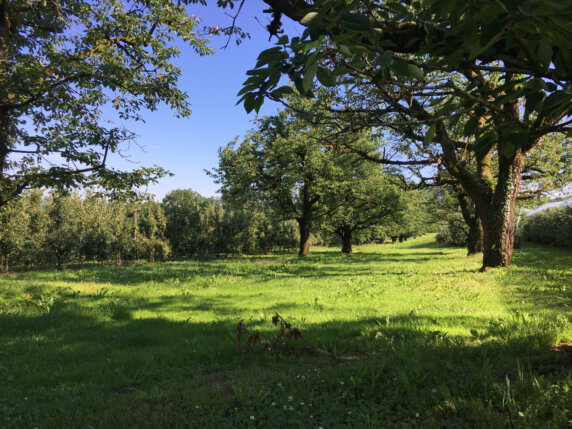 Natuurcamping in Ravensburg - photo 6