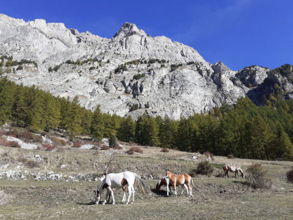 Natuurcamping in Val-Cenis - photo 8