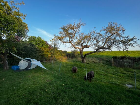 Natuurcamping in Wolphaartsdijk - photo 8