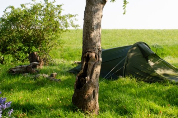 Natuurcamping in Wolphaartsdijk - photo 5