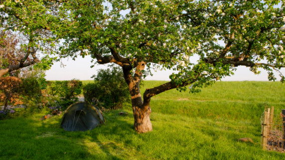 Natuurcamping in Wolphaartsdijk - photo 1