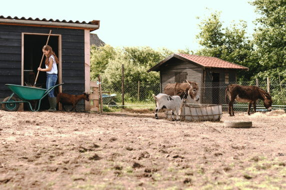 BoerenBed De Appelsche - photo 12