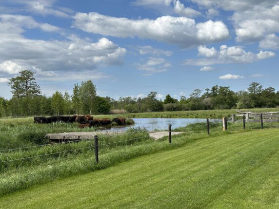 Camping De Schaapskooi - photo 1