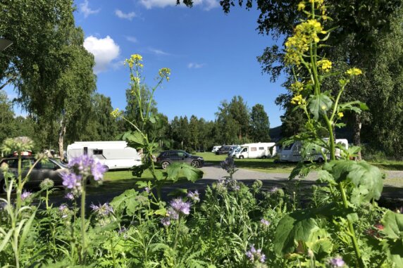 Hammarstrands Camping - photo 5