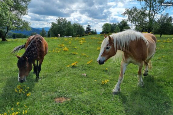 Natuurcamping in Wolfach - photo 6