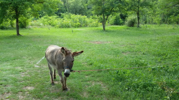Camping Les Vernades - photo 12