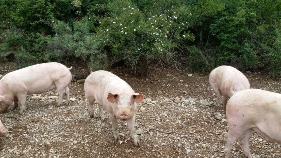 Camping Les Vernades - photo 16