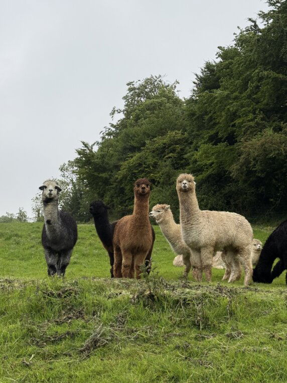 BoerenBed Fermette des Trois Tilleuls - photo 15