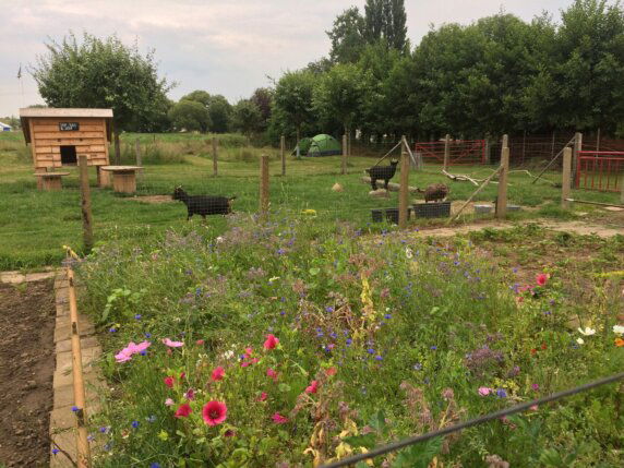 Natuurcamping in Angeren - photo 5