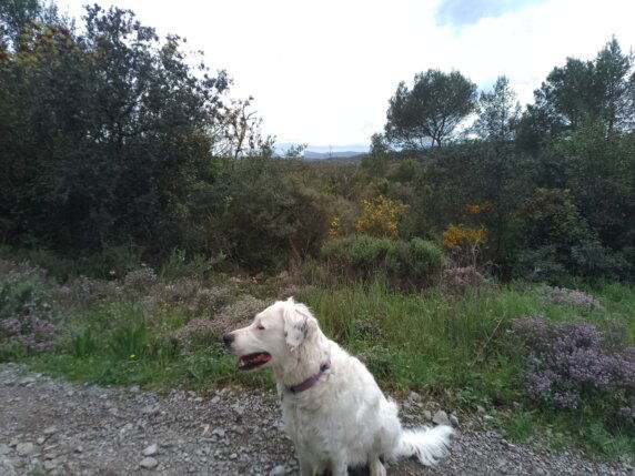 Natuurcamping in Carnas - photo 5