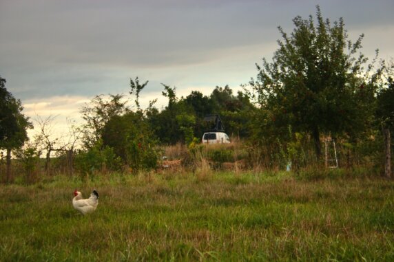 Natuurcamping in Herwen - photo 3