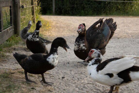 Natuurcamping in Lunteren - photo 20