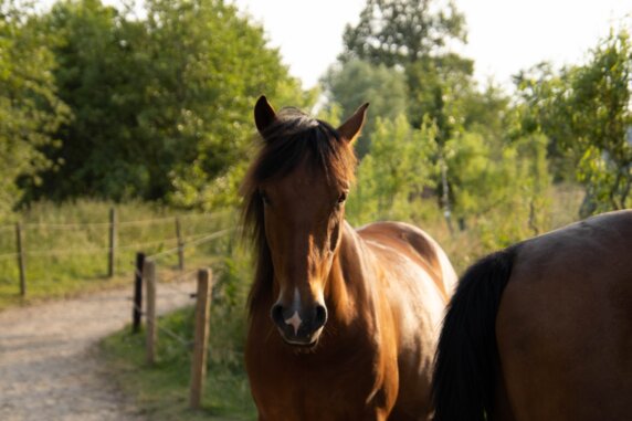 Natuurcamping in Lunteren - photo 19