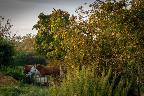 Natuurcamping in Lunteren - photo 5