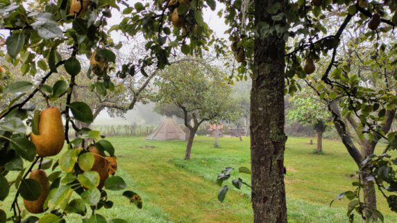 Natuurcamping in Voorst - photo 6