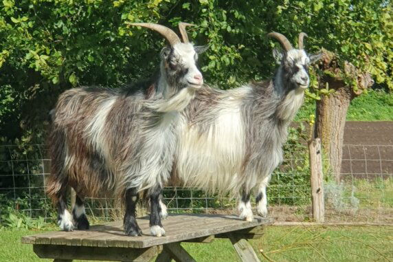 Camperplaats en Minicamping &#8217;t Skônste Plekske - photo 20