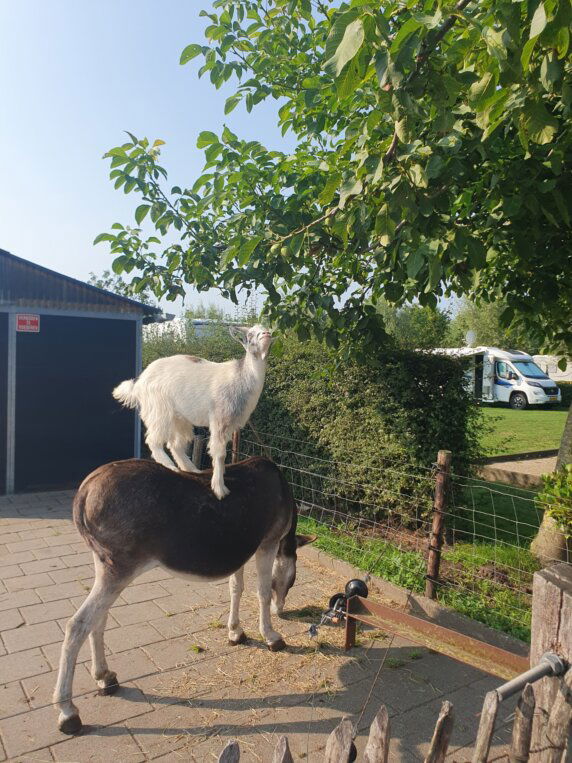 Camperplaats en Minicamping &#8217;t Skônste Plekske - photo 14