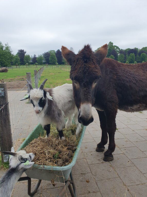 Camperplaats en Minicamping &#8217;t Skônste Plekske - photo 5