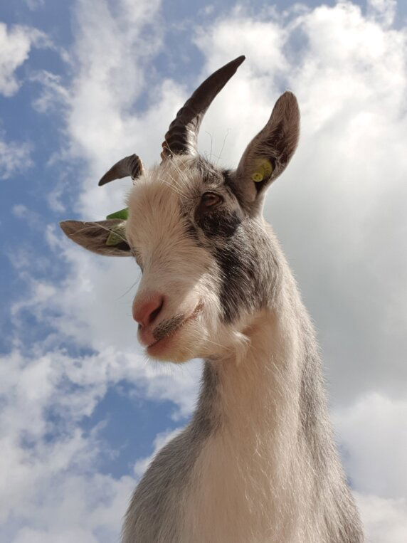 Camperplaats en Minicamping &#8217;t Skônste Plekske - photo 9