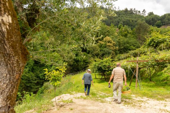 Natuurcamping in Celorico de Basto - photo 14