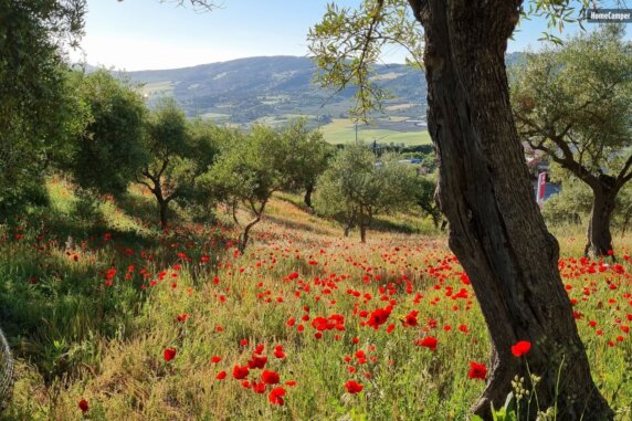 Natuurcamping in Ronda - photo 1