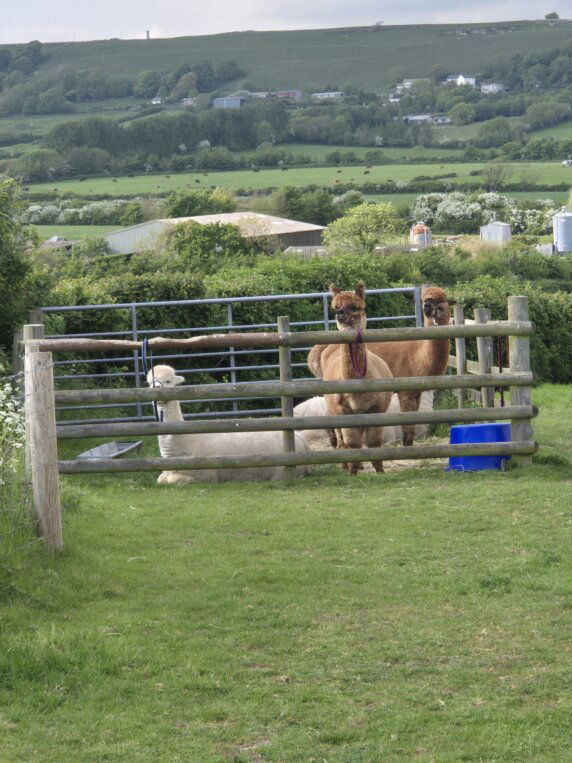 BoerenBed East Shilvinghampton Farm - photo 13