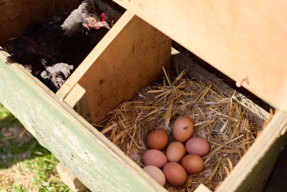 Glamping bij de boer in Zuid-Engeland - photo 7