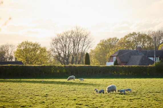 Glamping bij de boer in Zuid-Engeland - photo 1