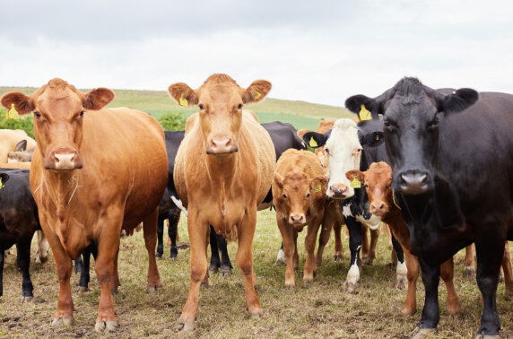 BoerenBed East Shilvinghampton Farm - photo 11