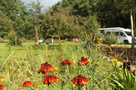Natuurcamping in Helchteren - photo 3