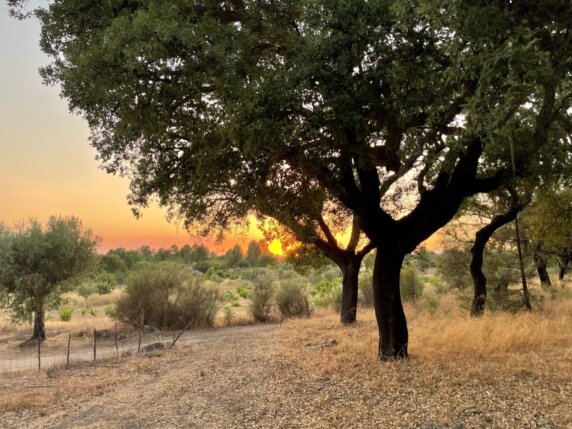 Natuurcamping in Juncal do Campo - photo 4