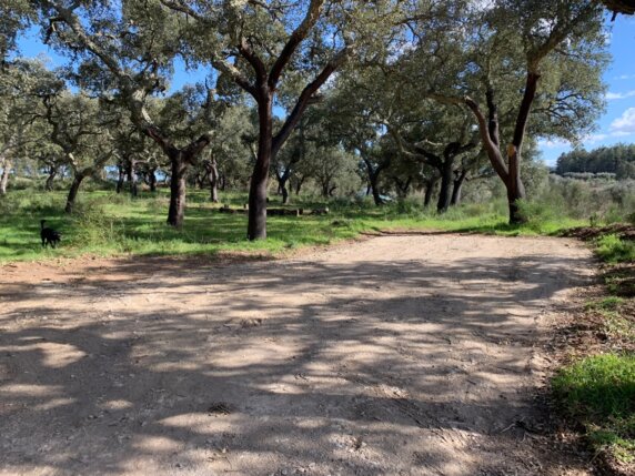 Natuurcamping in Juncal do Campo - photo 9