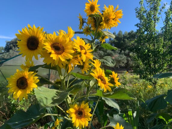 Natuurcamping in Juncal do Campo - photo 7