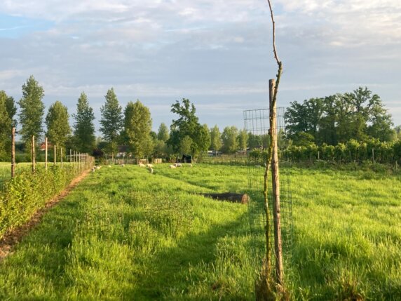 Natuurkampeerplek in Wellen - photo 8