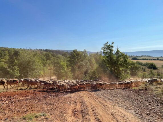 Campspace in Millau - photo 8