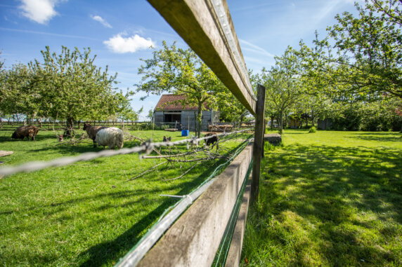 Minicamping in Zuienkerke - photo 2