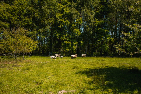 Natuurcamping in Wambeek - photo 2