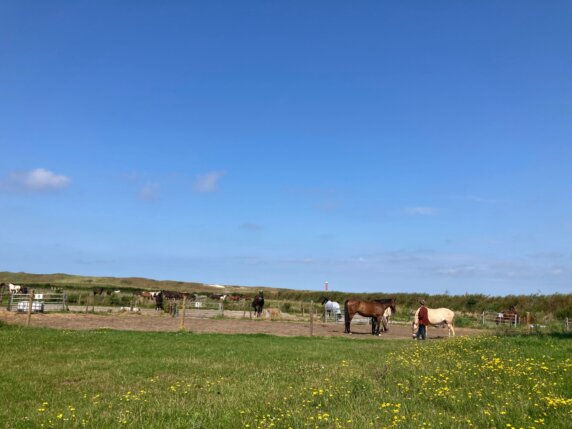 Minicamping in Callantsoog - photo 7