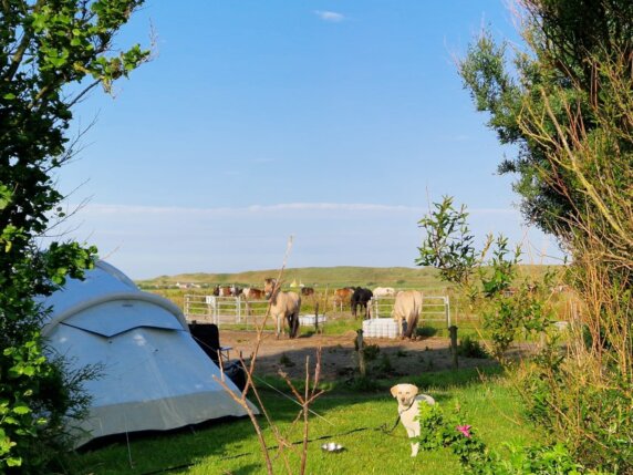 Minicamping in Callantsoog - photo 9