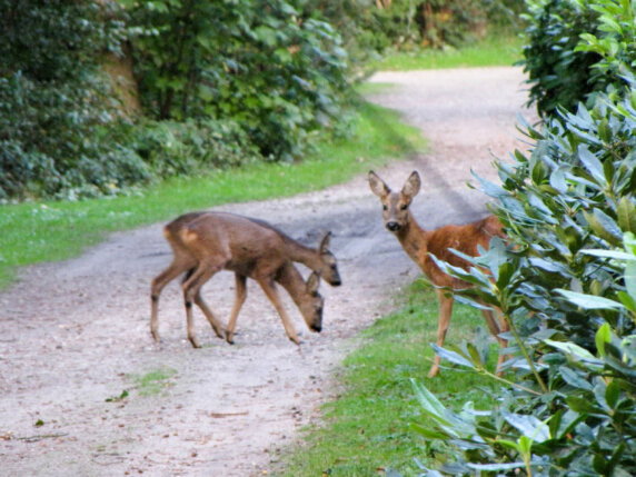 Camping Bij de Bronnen - photo 13