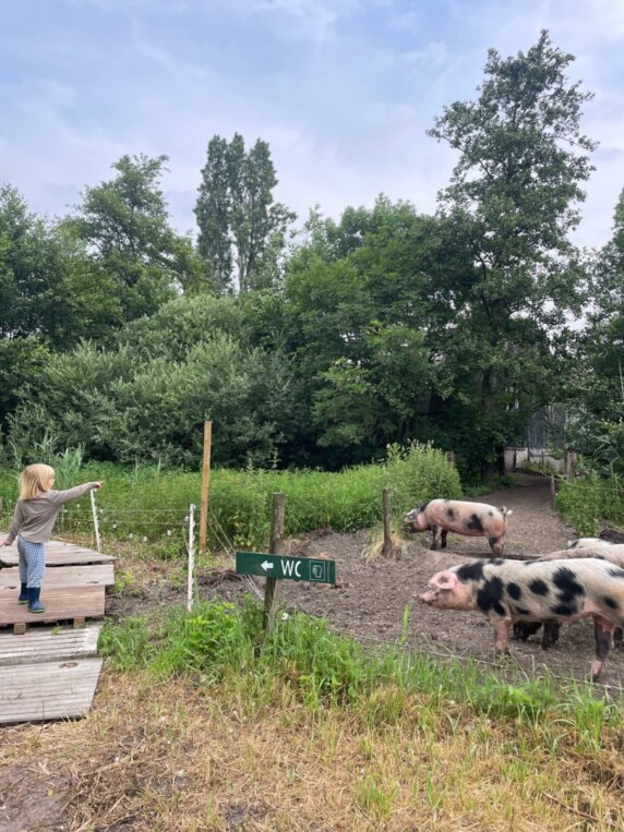 Camping Sengersbroek - photo 6