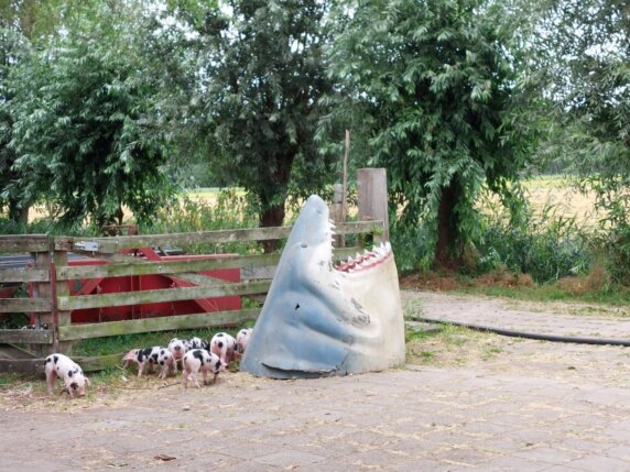 Camping Sengersbroek - photo 7